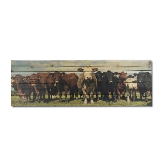 "Cow Herd" 12x36 Inch Print on Planked Wood Wall Art